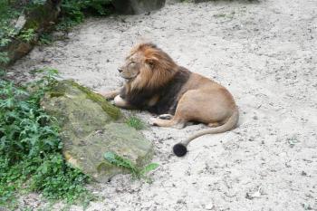 král zvířat, pan lev  ( © Jan P. Štěpánek 08/2008)