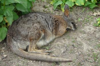 Zoologická a botanická zahrada (© Tomáš Marek, 05/2012)