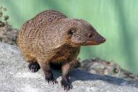 Zoologická a botanická zahrada