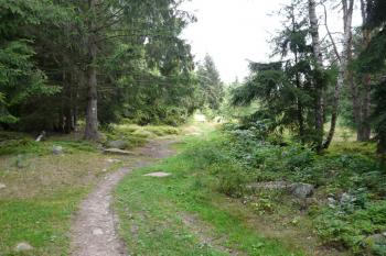 Na Štamberk po zelené (© Jaroslav Šefčík, 03/2009)