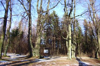 čtyřřadá lipová alej vedoucí ke kostelu (© Zuzana Holasová, 01/2010)