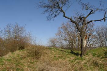 Třešeň na vrcholu ( © Jiří Čížek 03/2007)