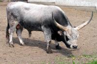 ZOO park