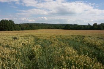 akropole hradiště ( © Milan Caha 06/2008)