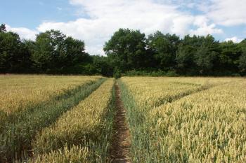 severní brána z plochy druhého předhradí ( © Milan Caha 06/2008)