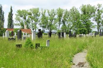 celkový pohled od jihu na areál hřbitova ( © Jan P. Štěpánek 05/2008)