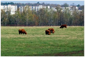  ( © Radovan Smokoň 06/2006)