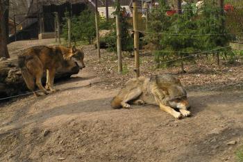 výběh vlků (© Daniela Endrštová, 6/2006)