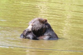 Podkrušnohorský zoopark - koupající se medvěd (© Pavel Jarý,  12.08.2007)