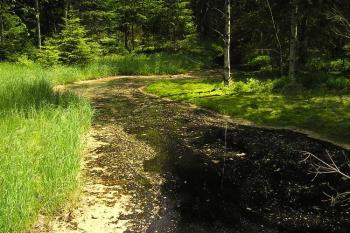 Kladský rybník (© Daniela Endrštová, 6/2006)