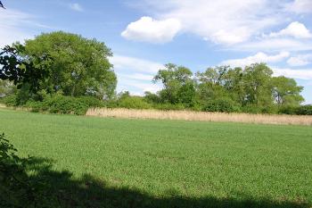 Pohled ze silnice Valtice-Lednice, mezi stromy se skrývá tvrziště ( © Roman Řezáč 05/2005)