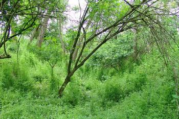 Příkop oddělující opevnění od pole ( © Roman Řezáč 05/2005)