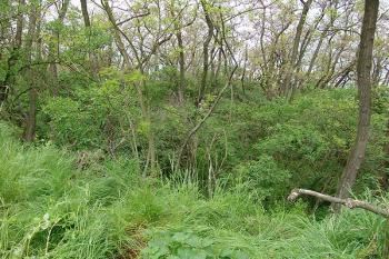Pohled přes příkop na místo opevnění ( © Roman Řezáč 05/2005)