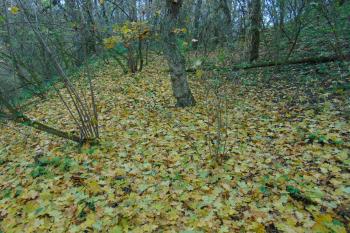 Zaoblení terénní terasy na západě /bývalý záp.příkop/ (© Dušan Dohňanský 11/2020)