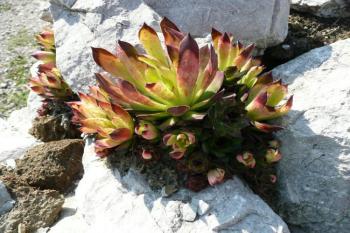 flora Botanické zahrady ( © Jan P. Štěpánek 05/2008)