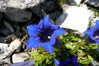 jarní květena Botanické zahrady ( © Jan P. Štěpánek 05/2008)