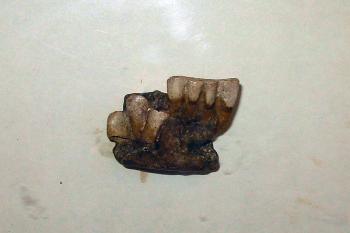 Zlomek spodní čelisti neandertálského dítěte později nazvanou „Šipecká čelist“ ( © Miroslav BITTER 09/2007)