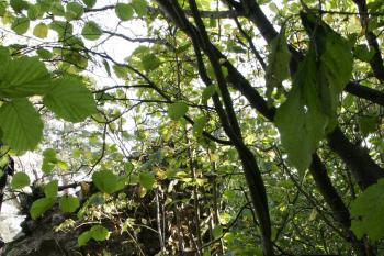 Obvodová hradba ( © Iva Spurná 28.9.2009)