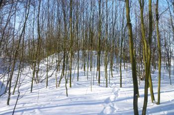 Pohled na jádro z východní srany. (© MICHAL VAŠATA, 01/2010)