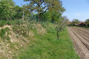 Nejvýraznější zbytky příkopu na západní straně. Vlevo pravděpodobné pozůstatky vnějšího valu. ( © Roman Řezáč 05/2005)