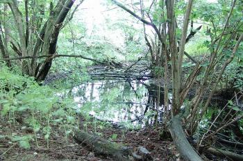 Zaoblení příkopu na jižní straně tvrziště ( © Roman Řezáč 07/2005)
