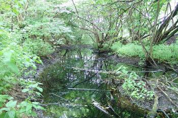 Příkop na jihovýchodní straně ( © Roman Řezáč 07/2005)