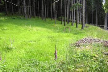 místo mokřiny ( © Jan P. Štěpánek 07/2005)