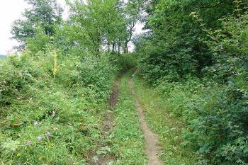 Úvozová cesta na severní straně ( © Roman Řezáč 07/2005)
