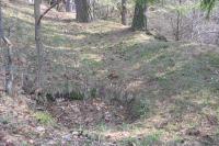 Zvěřinec