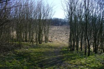 Cesta na Starou Kouřim (© Pavel Jarý, 02/2011)