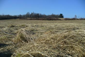 Hradiště Stará Kouřim (© Pavel Jarý, 02/2011)