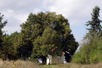  ( © iV 14.9.2007)