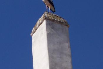 Zámek v Dolanech - čápům se v obci náramně líbí, tenhle odpočívá na zámeckém komíně (© Ivo Rozehnal, 08/2012)