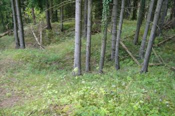 3 - Vnitřní prostor hradu (© Tomáš Kyncl, 07/2008)