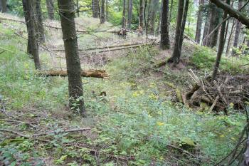 6 - Terénní nerovnosti podél J hranice vnitřního hradu (© Tomáš Kyncl, 07/2008)