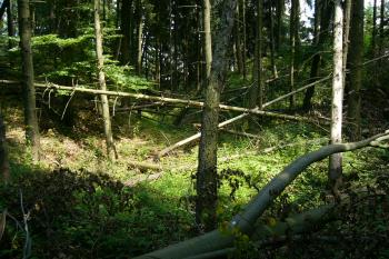10 - Příkop (© Tomáš Kyncl, 07/2008)
