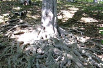slavný kořenový systém skupiny buků ( © Jan P. Štěpánek 08/2005)