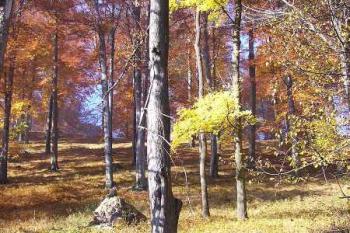 podzim v oboře ( © Jan P. Štěpánek 10/2005)