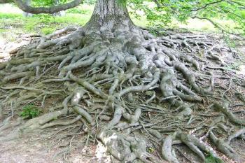 Obnažené a členité kořeny buků jsou nepsaným symbolem hukvaldské obory (© Jan P. Štěpánek 06/2006)