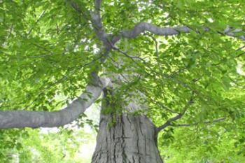 Obdiv vzbuzující buk s obnaženými kořeny (© Pavel Jarý,  24.07.2007)
