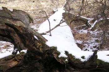 partie z obory ( © Jan P. Štěpánek 12/2007)