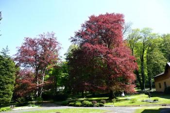 zámecký park na jaře ( © Jan P. Štěpánek 05/2011)