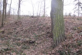 východní část jádra tvrze - vpravo (© D Dohňanský, 03/2017)