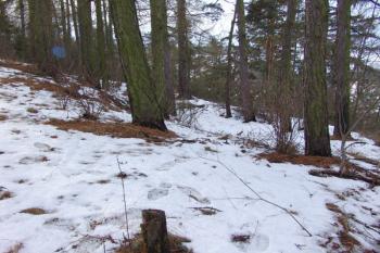 Snížená část jádra na jihozápadě ( © Roman Řezáč 12/2005)
