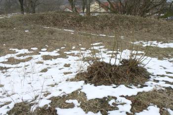 Zemní pozůstatky po bergfritu (© Prudký Martin, 03/2010)