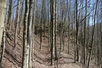 Předhradí hradu  ( © Petr Nožička 04/2010)