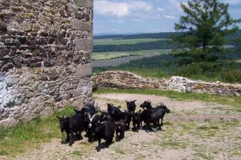 Potštejn - Komando travožroutů (© Ivo Rozehnal, 07/2010)