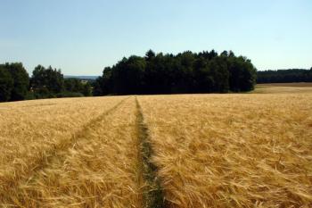 Pohled na místo hřbitova ( © Jiří Čížek 07/2007)