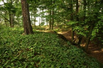  ( © Milan Caha 09/2009)