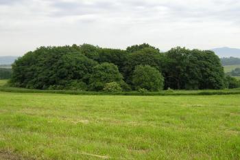Celkový pohled na lesík ukrývající hrádek od severozápadu ( © Jan P. Štěpánek 2005)
